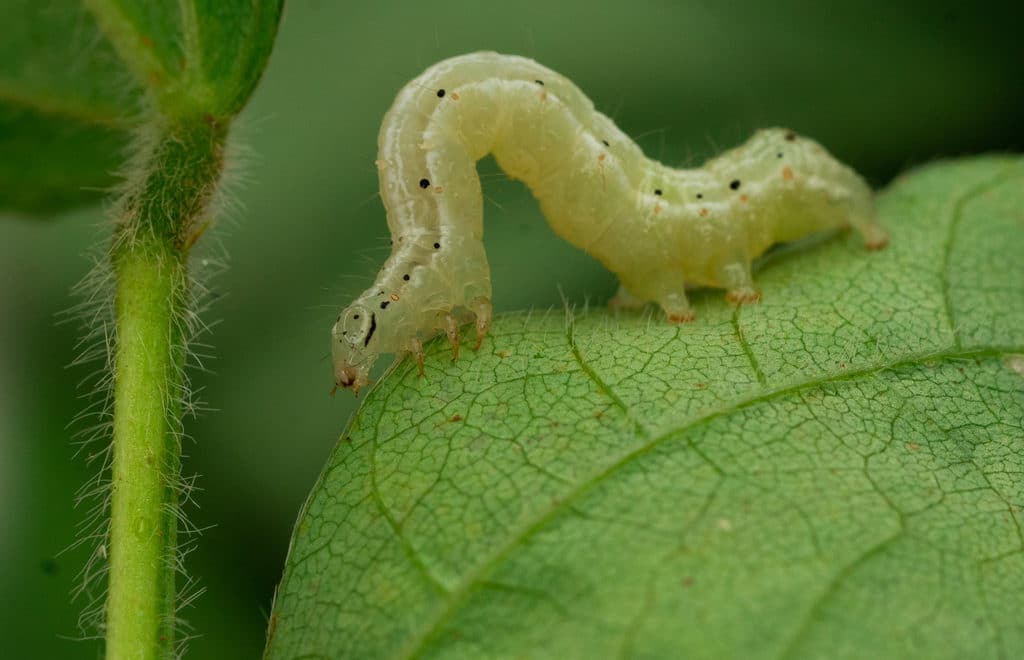 Principais lagartas que ocorrem nas lavouras: como identificar e controlar?