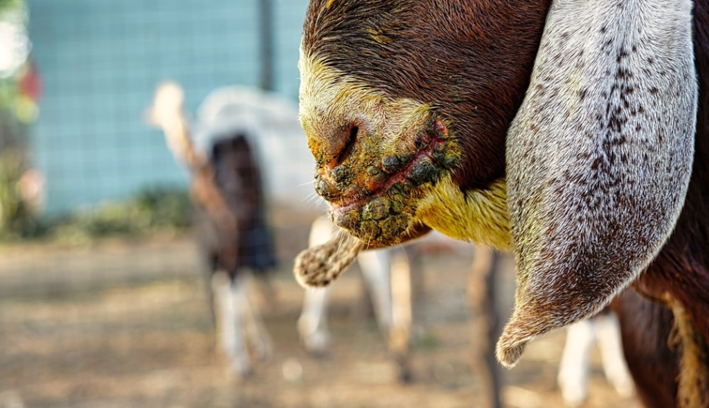 Cabra com ectima contagioso. O animal apresenta feridas nos lábios, com engrossamento e coloração amarelada