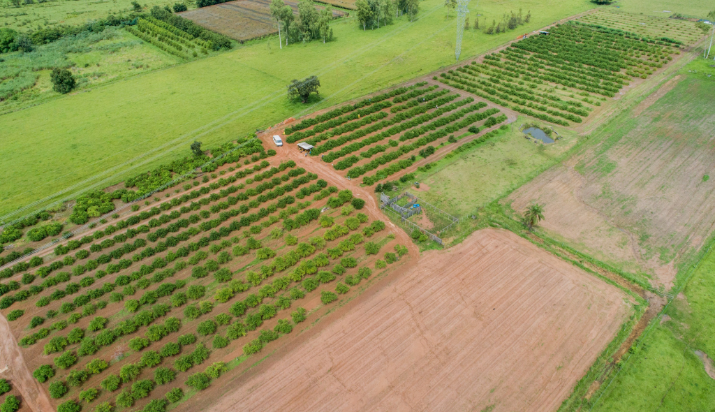 Plantação de acerola de sr. Antonio Vicentin com imagem registrada por drone