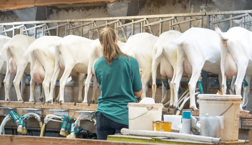 Produção de leite de cabra em larga escala sob cuidados de melhor com blusa verde