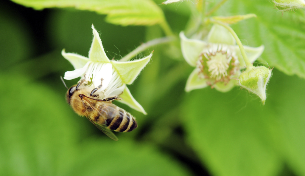 Flor de framboeseira de coloração branca e verde sendo polinizada por abelha doméstica