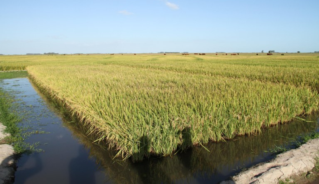 Lavoura de arroz irrigado, onde é possível visualizar a lâmina de água de até 20 cm em que as plantas são cultivadas durante todo o ciclo de desenvolvimento