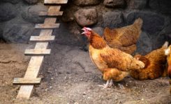 Saiba tudo sobre pulorose aviária: sintomas, diagnóstico e prevenção