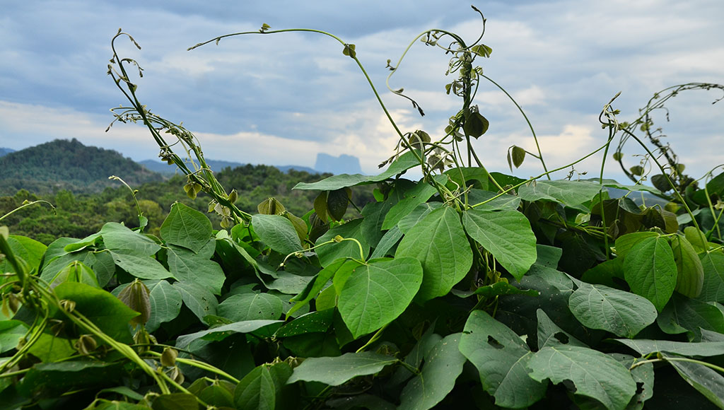 Mucuna: importância desta planta e como usá-la na adubação verde