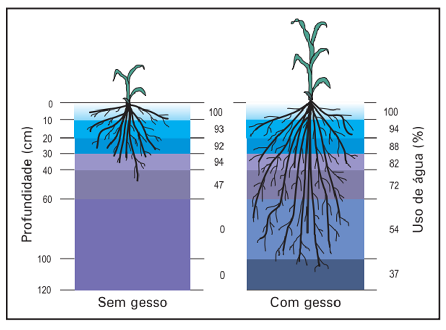Comparativo com desenhos de raízes de milho em solo, com e sem aplicação de gesso, com cores que representam profundidade e percentual de uso de água
