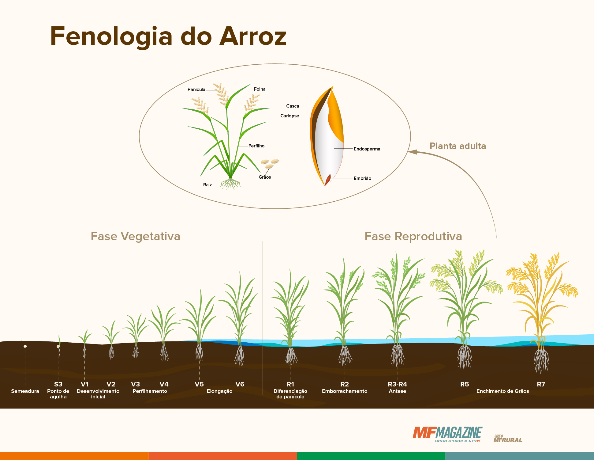Fenologia do arroz, com as fases vegetativa e reprodutiva demonstradas