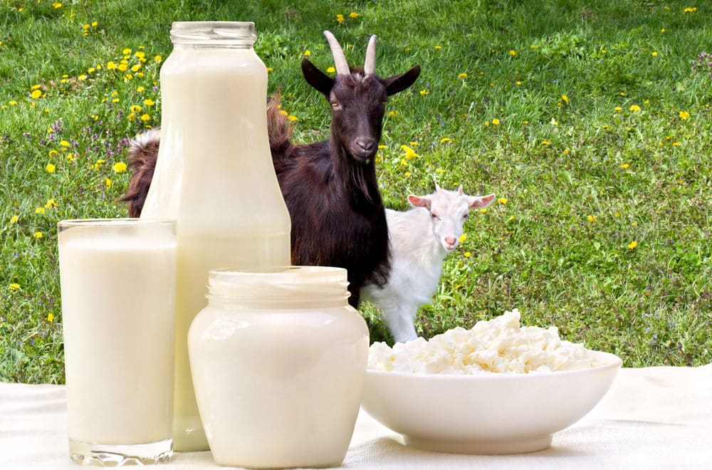 Confira o panorama geral sobre a produção brasileira de leite de cabra