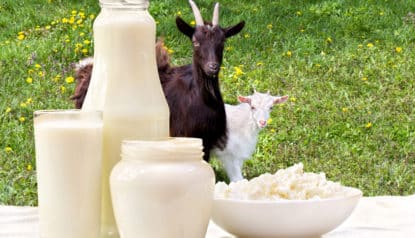 Confira o panorama geral sobre a produção brasileira de leite de cabra