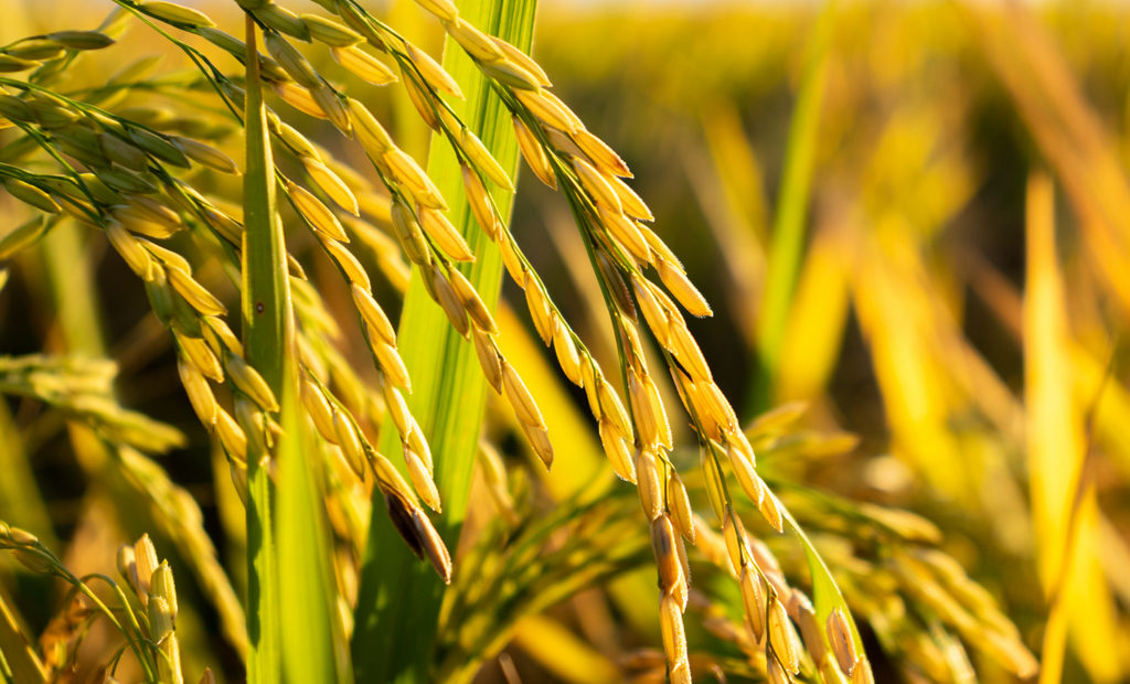 Esclareça as suas dúvidas sobre plantação de arroz e saiba como cultivá-lo!