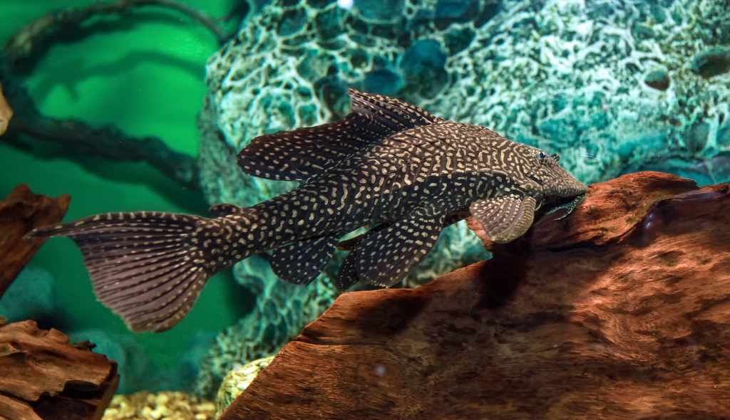 Cascudo no fundo de um aquário alimentando-se de um tronco