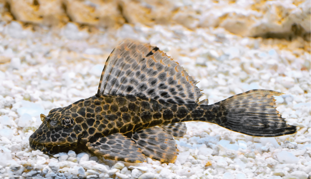 Cascudo comum de coloração marrom e manchas pretas ao fundo do aquário