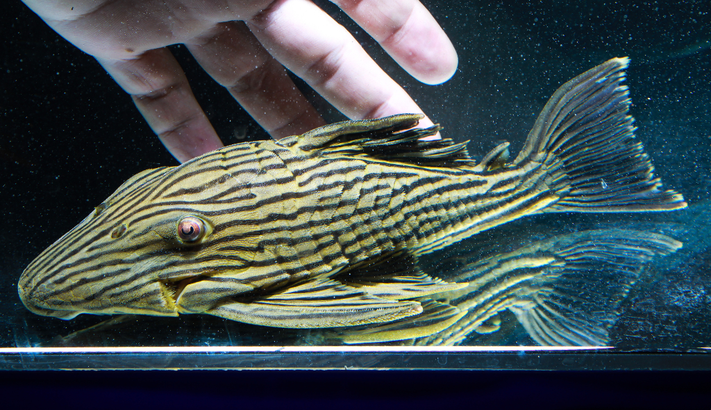Peixe denominado cascudo royal, com listras pretas e fundo amarelado, e olhos ligeiramente vermelhos