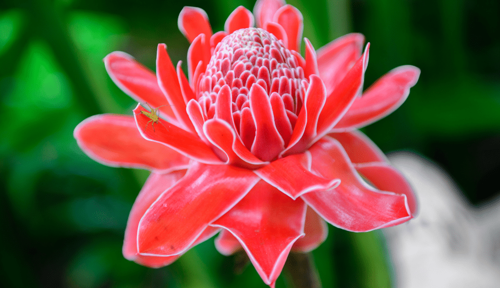 Bastão-do-imperador em destaque com sua coloração rosa avermelhada intensa e pétalas exuberantes. Detalhe para inseto verde presente em uma das pétalas