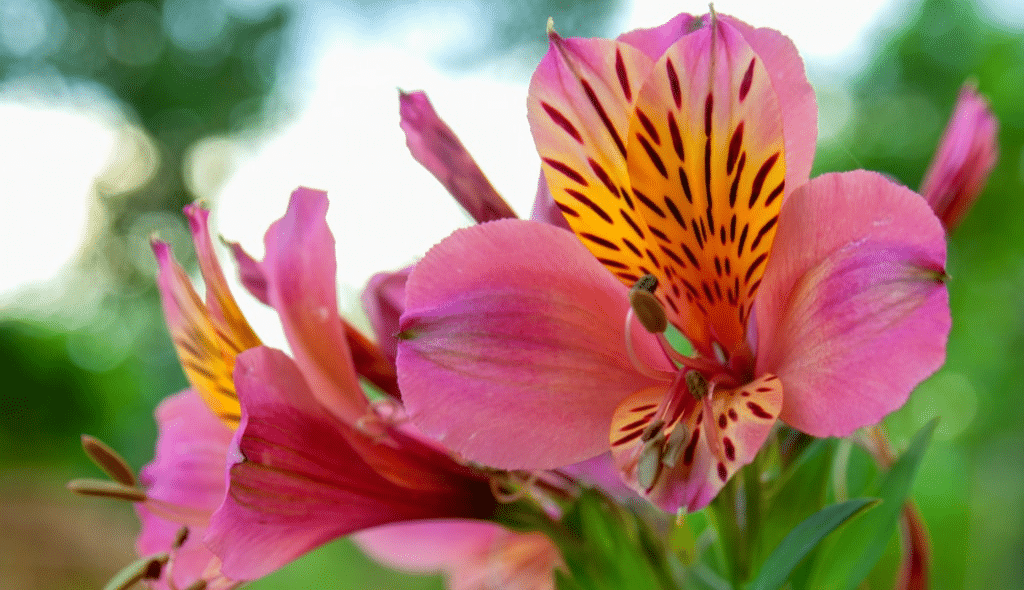 Astromelias de coloração rosa nas pétalas exteriores e levemente amarelada nas interiores, com a presença de pintas escuras que trazem exuberância a essas flores
