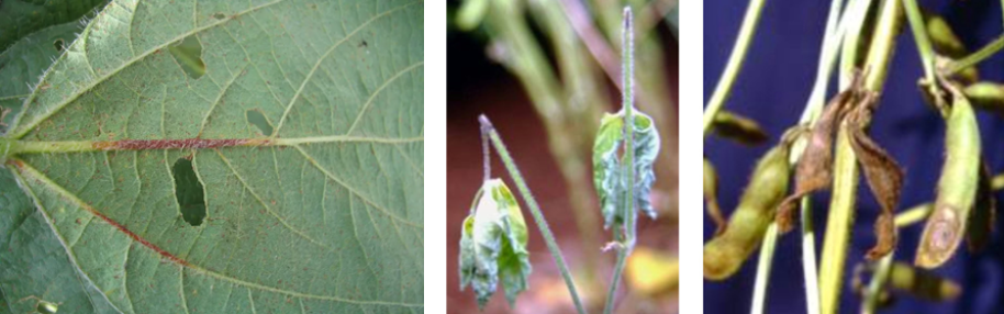 Sintomas da antracnose em folhas de soja, trifólios e vagens