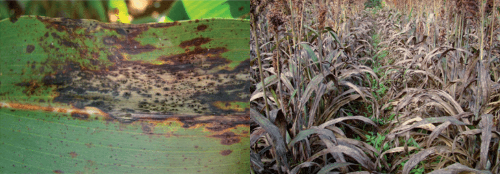 Sintomas de antracnose em folhas de sorgo, causando seca precoce nas plantas