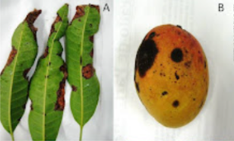 Sintomas de antracnose em folhas e fruto de manga, causando manchas escuras em ambos