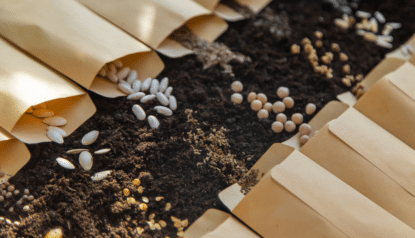 Principais tipos de sementes e suas características