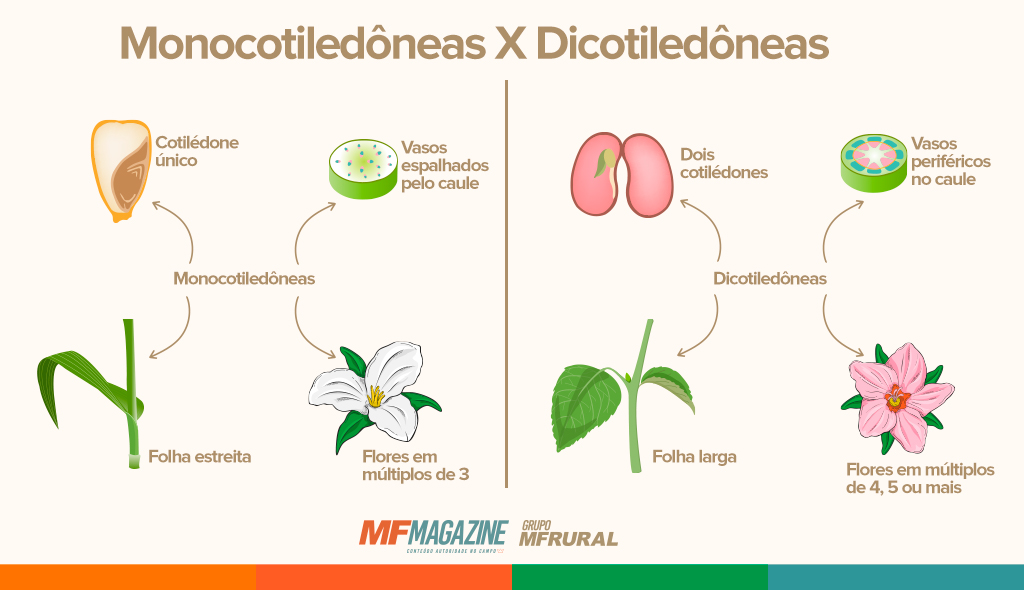 Diferenças entre as sementes monocotiledôneas e dicotiledôneas