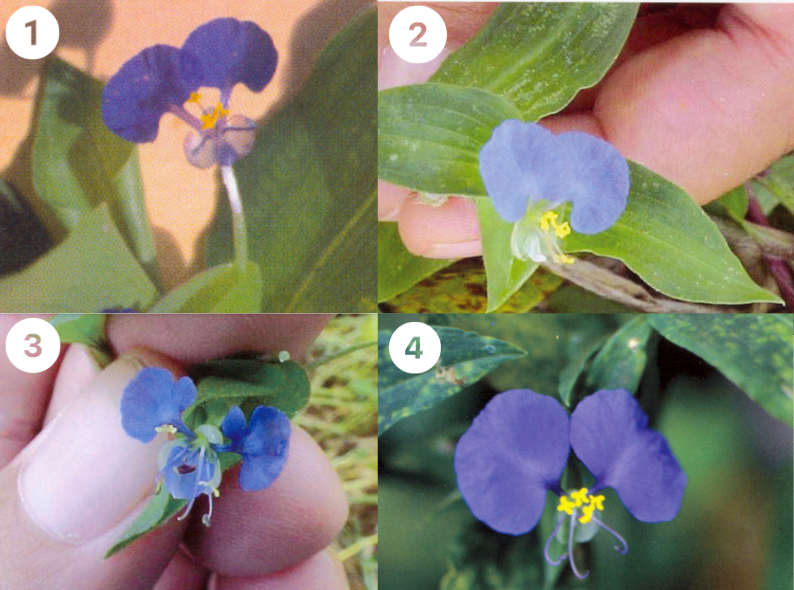 Comparativo entre flores de quatro espécies de trapoeraba. Todas são lilases, diferenciando-se pelo número de pétalas ou tamanho