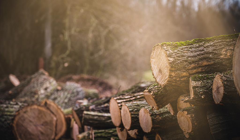 Toras de madeira cortadas e empilhadas em ambiente de desmatamento