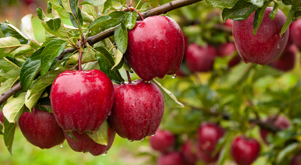 Ramos frutíferos de uma macieira