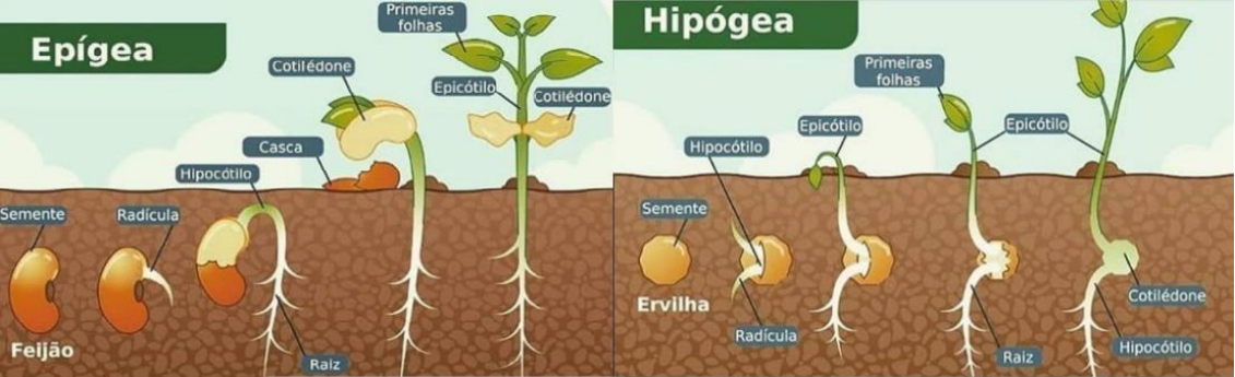 Comparação entre a germinação epígea e a hipógea, mostrando ambos os processos