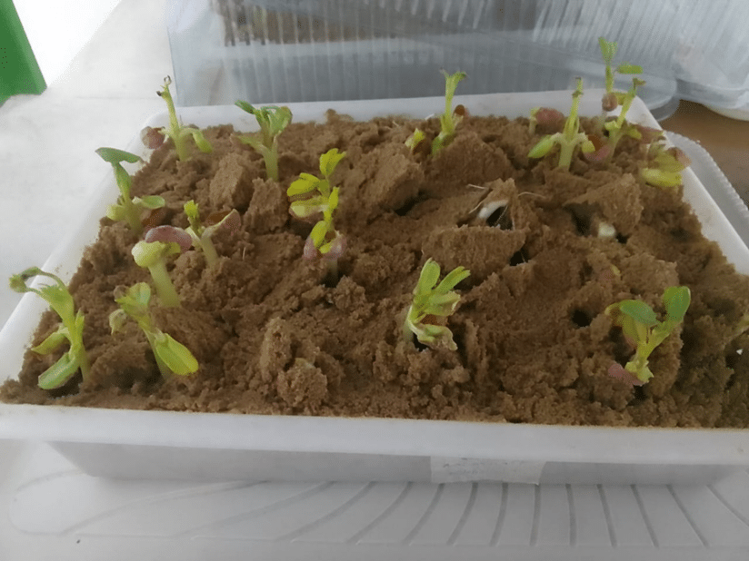Teste realizado com sementes de amendoim em bandeja própria para verificação da germinação