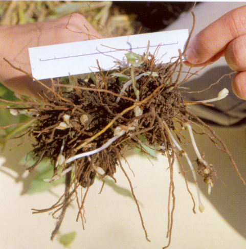Sistema subterrâneo da trapoeraba (C. benghalens), com destaque para as sementes subterrâneas, principal característica da espécie