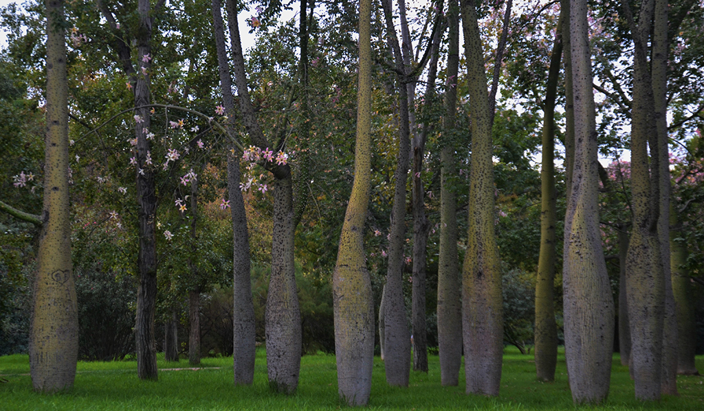 Jardim repleto de paineira adultas em projetos paisagístico de reflorestamento