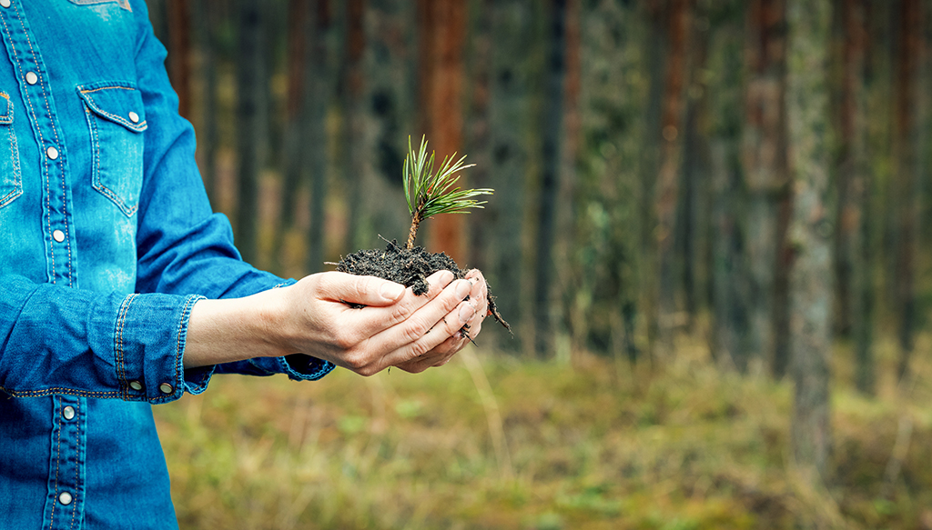 Como fazer um reflorestamento e quais seus benefícios?