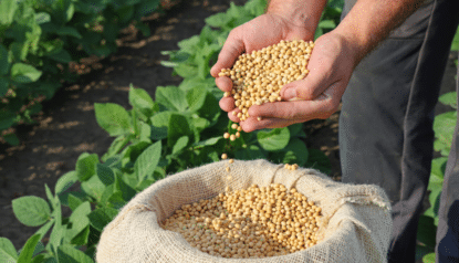 Produção de sementes: multiplicação, cuidados, certificação e comércio