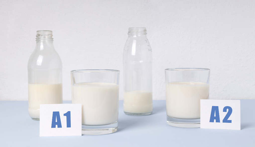 Copos contendo e garrafas contendo leite de vaca e identificados como A1 e A2