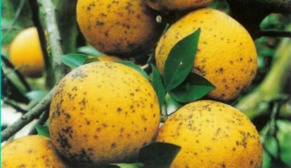 Sintomas da doença fúngica denominada "pinta preta" nos frutos de laranja. Há a presença de pintas escuras espaçadas pela fruta