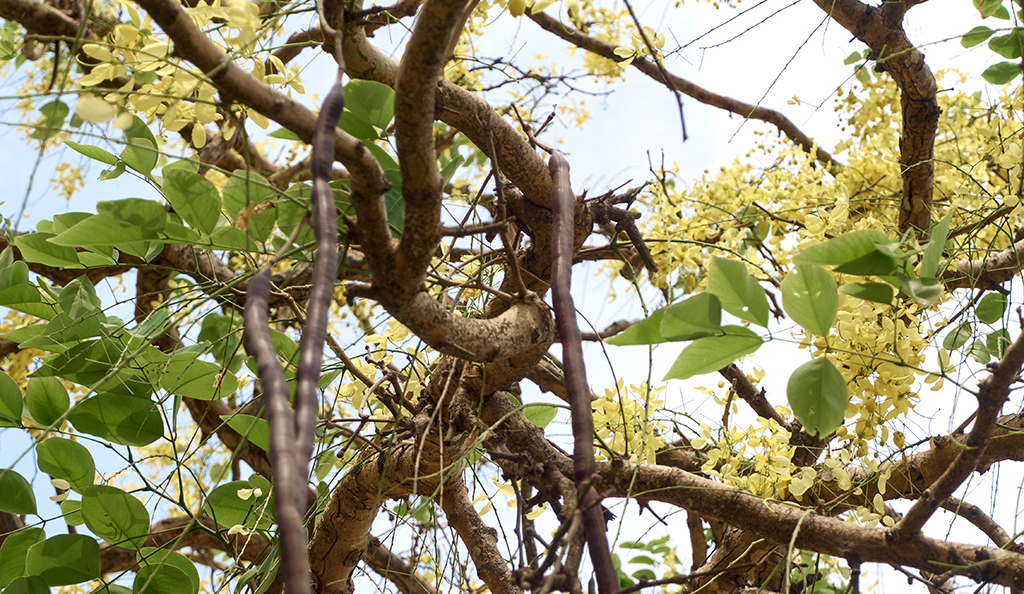 Árvore denominada Imburana, com galhos abundantes, flores amarelas e folhas verdes