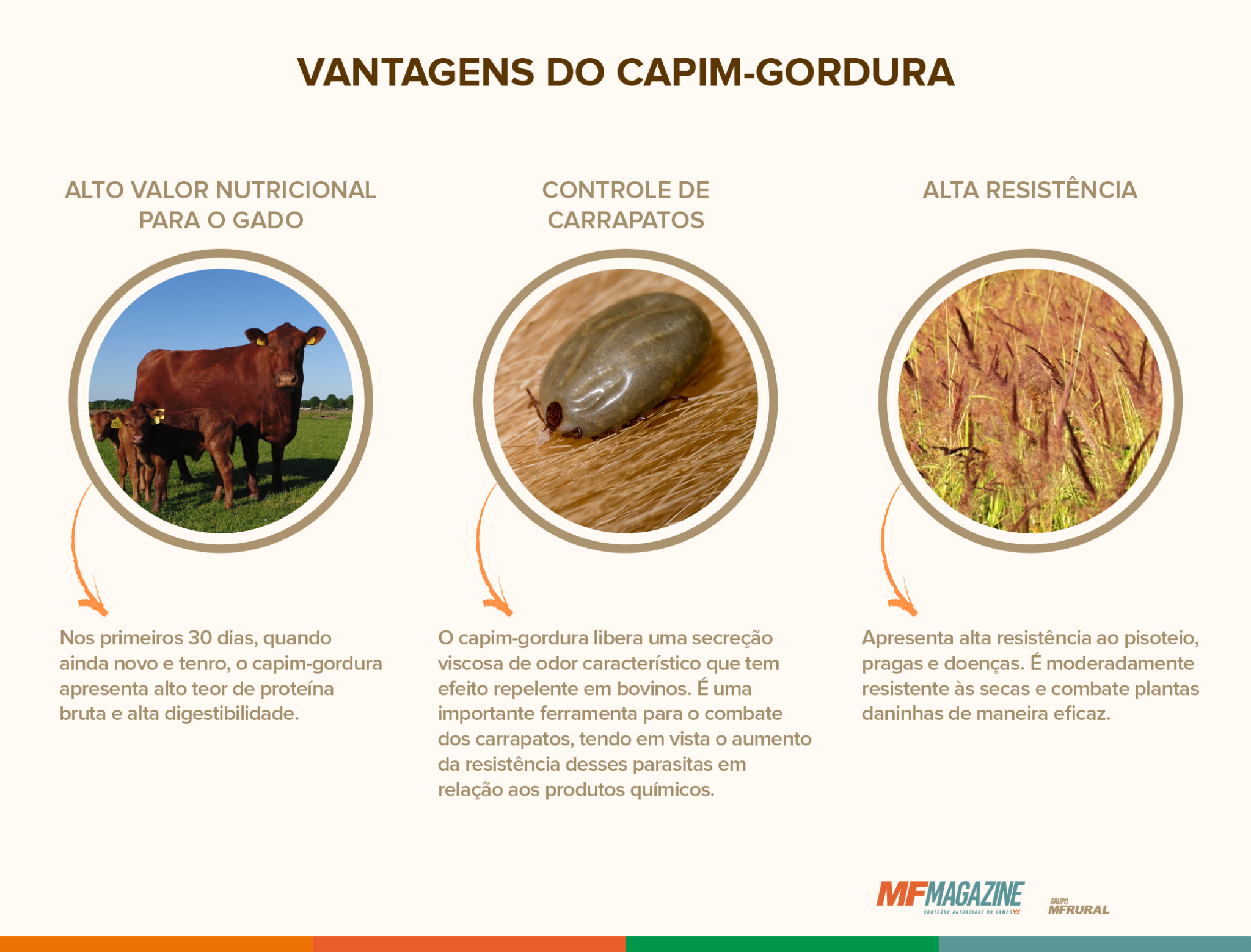 Quadro contendo as vantagens de plantio do capim-gordura, dividido em três tópicos: alto valor nutricional para o gado, controle de carrapatos e alta resistência