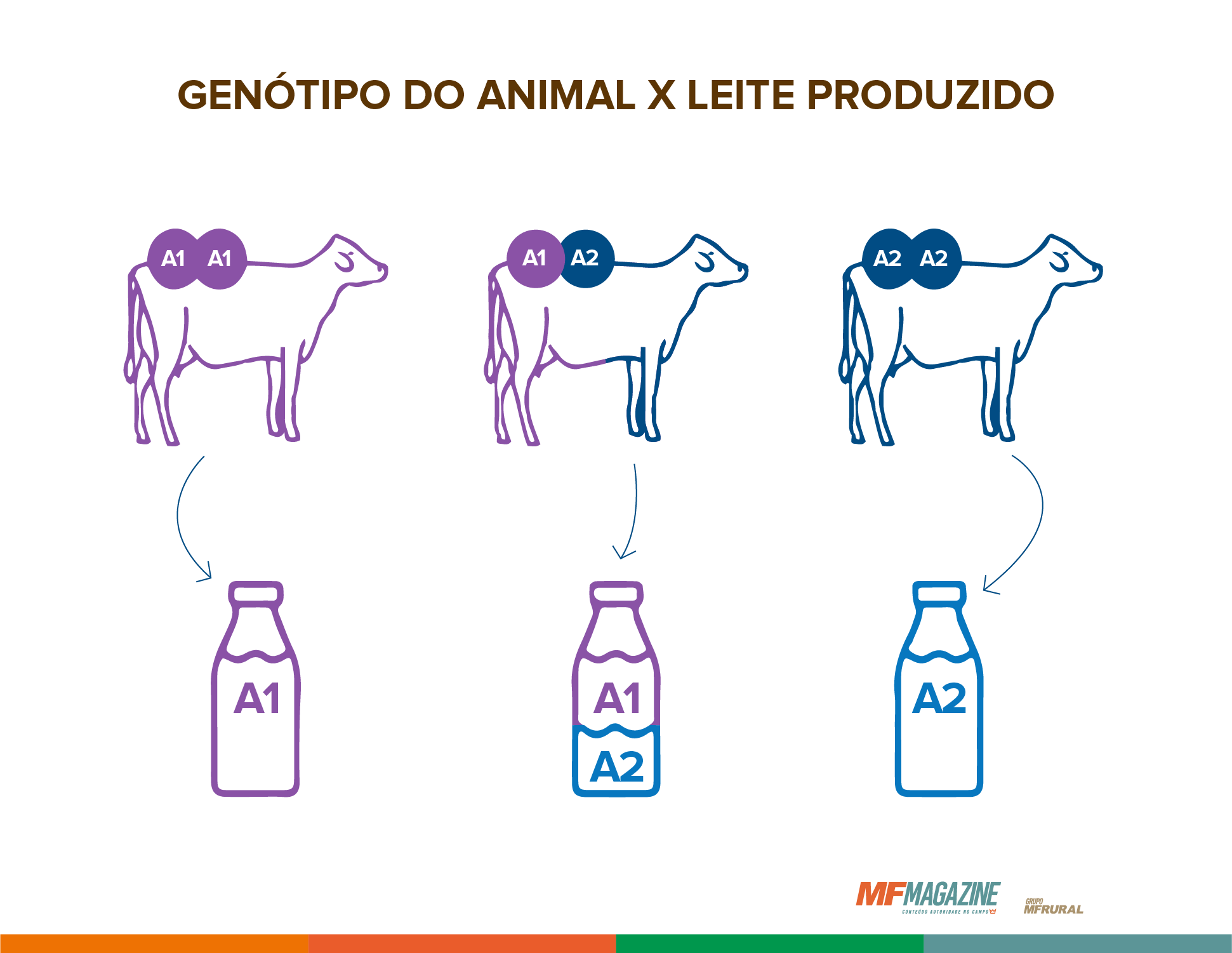 Tipo de leite produzido de acordo com o genótipo de cada animal. Vacas com beta-caseína A1 e A1/A2 produzem leite A1 e aqueles com apenas beta-caseína A2 produzem leite A2