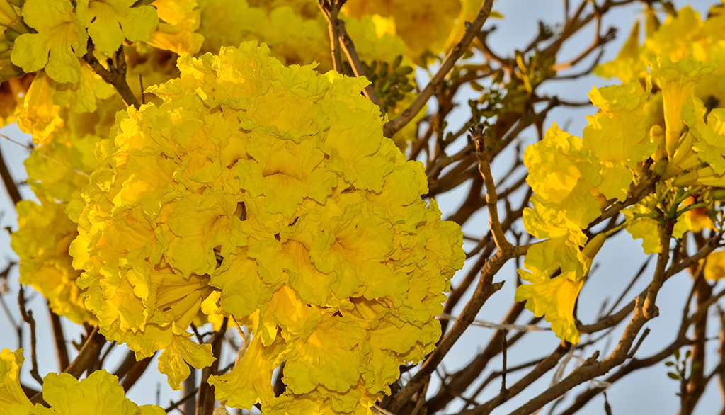 Destaque para a coloração das flores amarelas vibrantes do Ipê