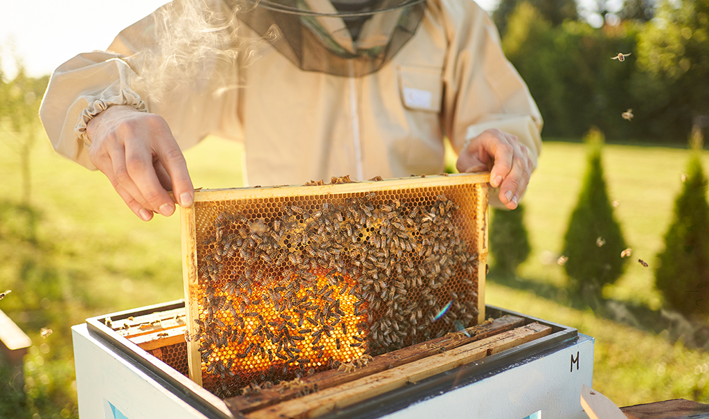 Apicultor realizando a retirada dos favos de mel