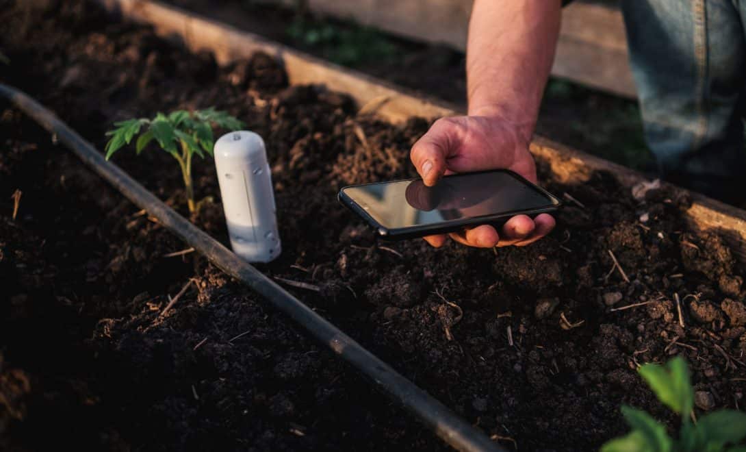 Homem segurando celular próximo a canteiro com sensor de solo plantas emergentes