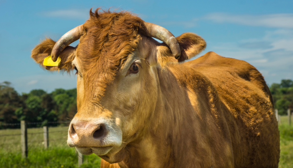 Limousin: tudo sobre a raça de olhos marcados e alto ganho de peso