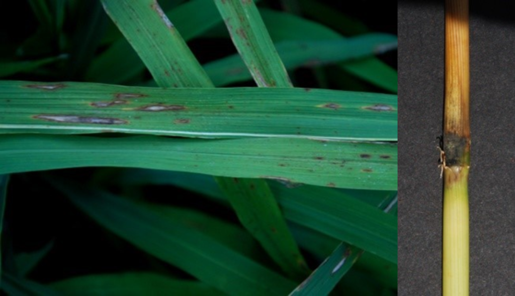 Folhas de arroz com sintomas de brusone, apresentando manchas castanhas com o centro acinzentado, formato alongado e halo amarelado ao redor das lesões. Ao lado, um colmo do arroz com sintoma conhecido como "pescoço quebrado"