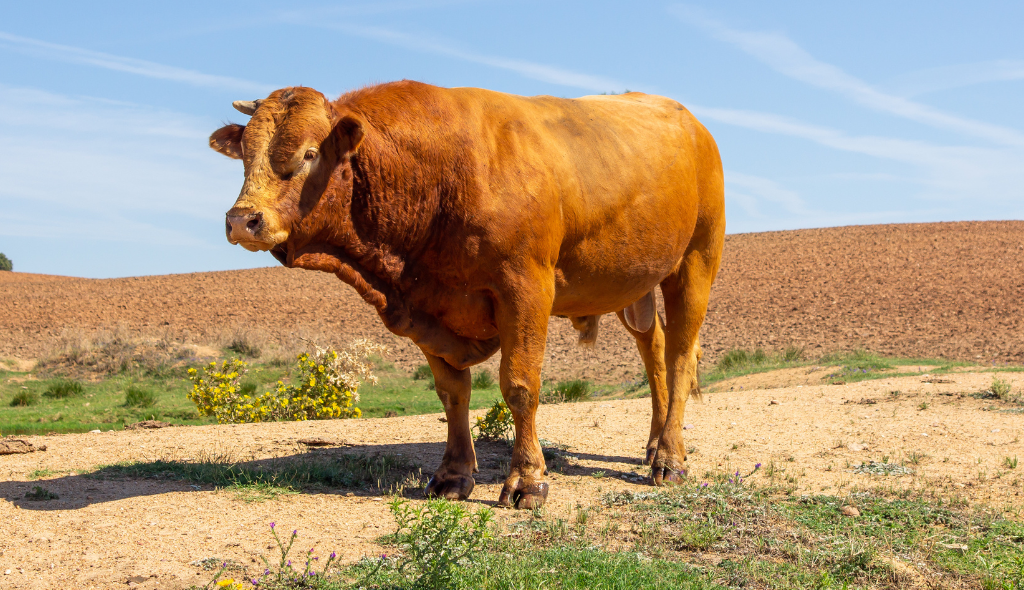 Touro da raça Limousin, com pelagem avermelhada, olhos marcados, musculosidade e robustez