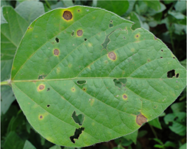 Folha de soja com sintoma de mancha-alvo, apresentando pequenas manchas circulares, com halo amarelado e pontuação escura no centro