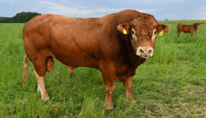 Limousin: tudo sobre a raça de olhos marcados e alto ganho de peso