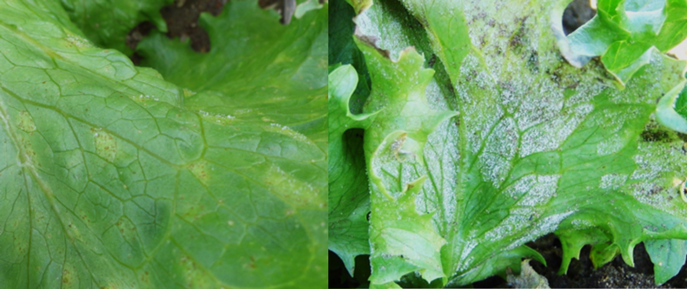 Folhas de alface com sintomas de míldio