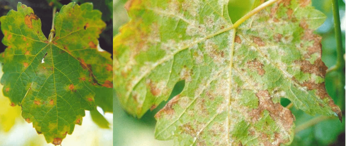 Folhas de videira com manchas amareladas e secas na parte superior, e com mofo branco na parte de baixo da folha, causadas pelo míldio