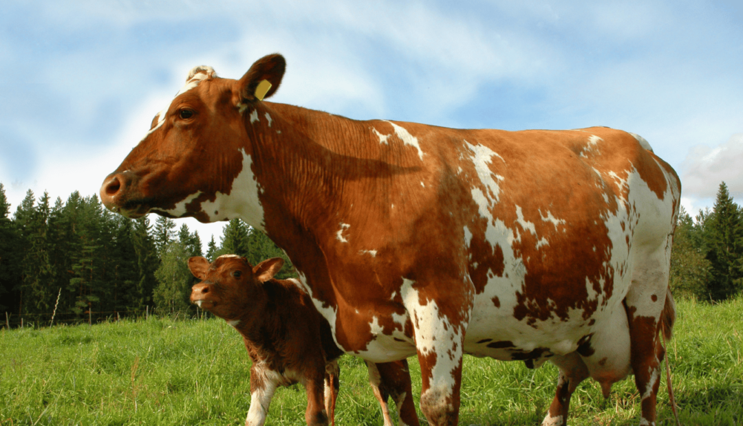 Vaca da raça Ayrshire com bezerro a pasto. Ambos apresentam pelagem malhada, avermelhada e branca.