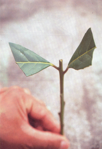 Mão segurando estaca já preparada com corte da parte apical, duas folhas cortadas à metade e tamanho aproximado de 15 centímetros