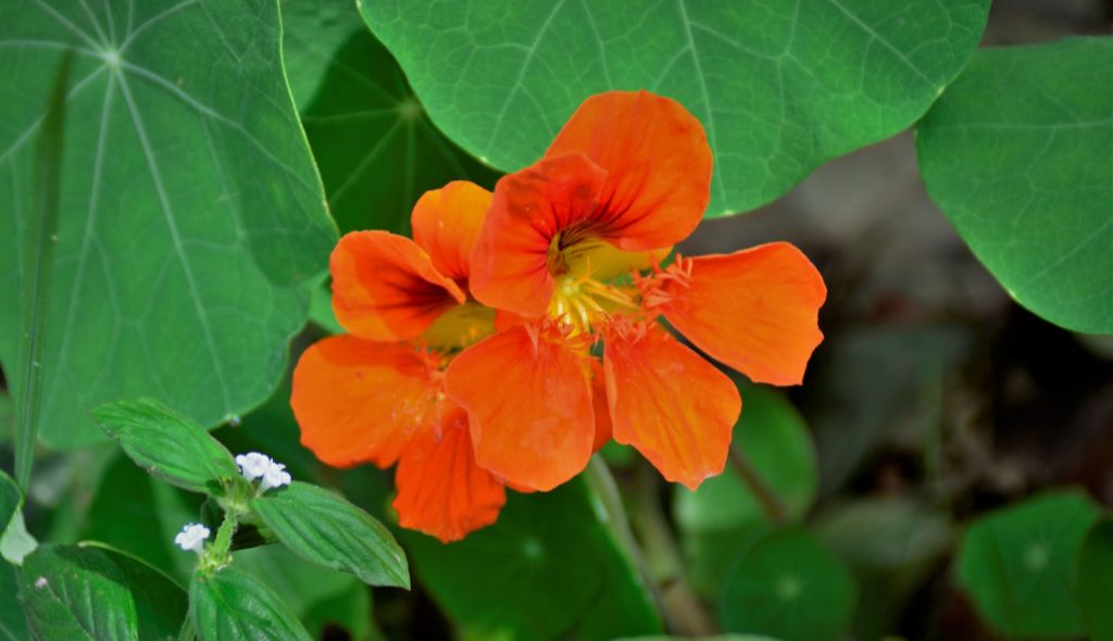 Flor comestível de uma PANC - planta alimentícia não convencional